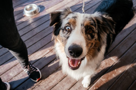 Новости членов НТПП: Dog Picnic в Абрау-Дюрсо: фестиваль для всей семьи и четвероногих питомцев пройдет 4 и 5 июня